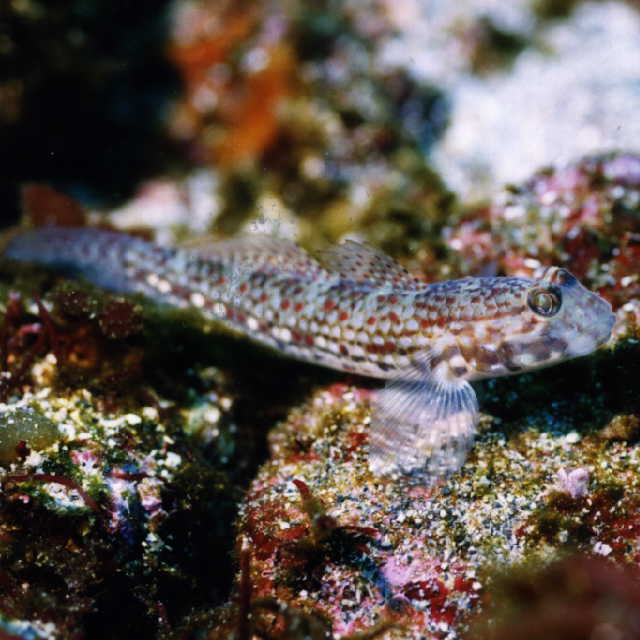 Istigobius campbelli